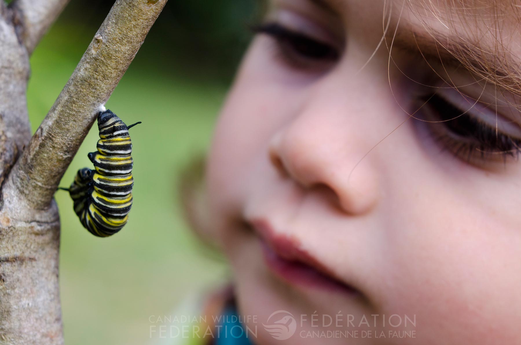 monarch catepillar