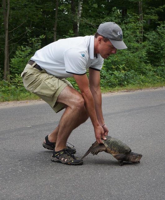 moving a turtle across the road