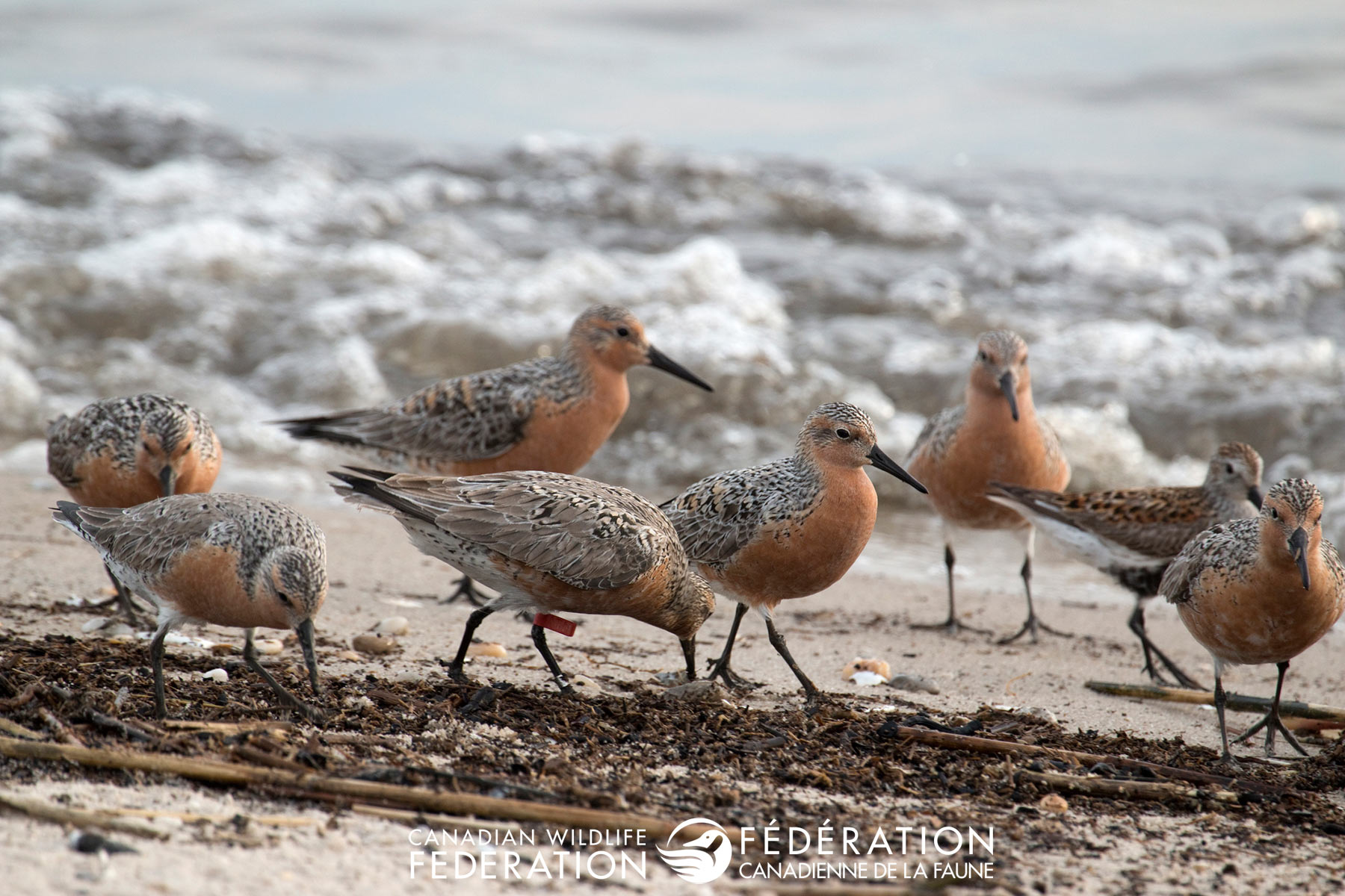 At-risk migrator, the red knot, searches for treats on the Jersey Shore.