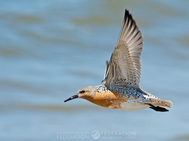 Red Knot flying