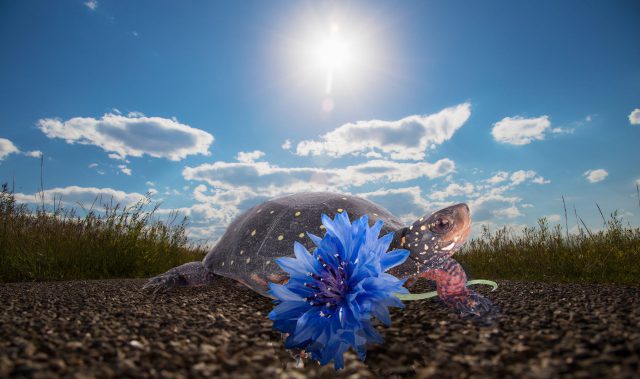 spotted turtle holding a flower illustration