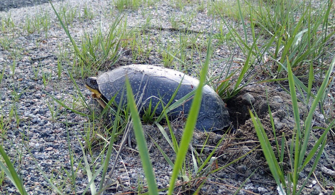 Blanding's Turtle nesting by the road © Hannah McCurdy-Adams