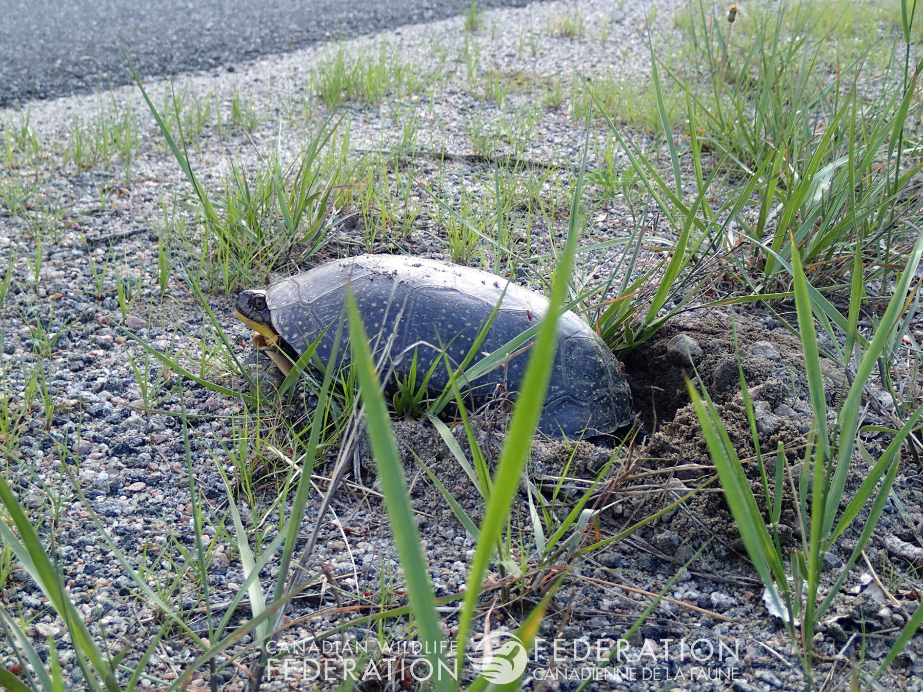 Blanding's Turtle nesting by the road © Hannah McCurdy-Adams
