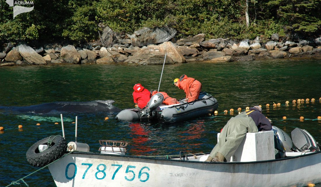 helping whale