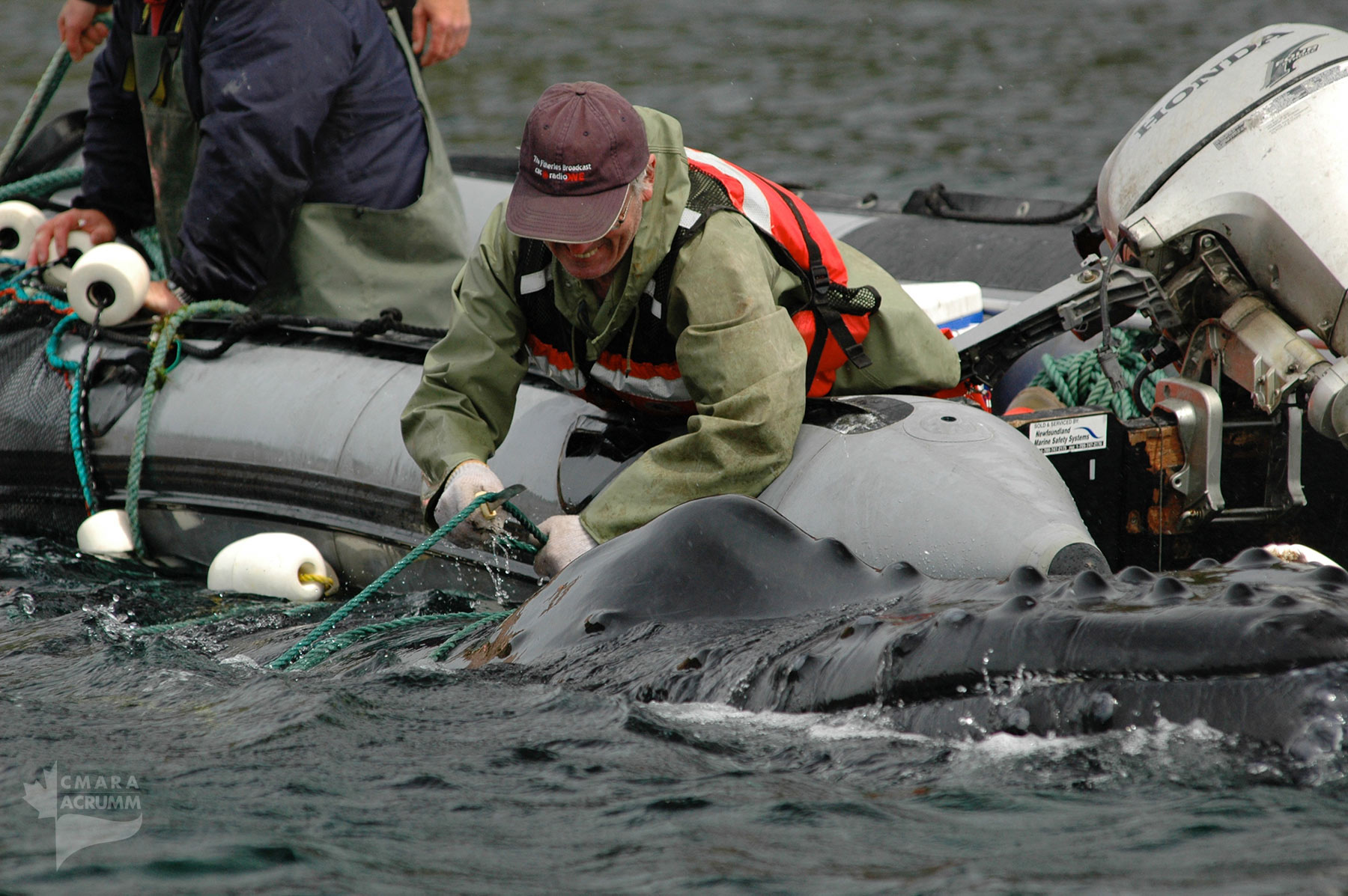 disentangling marine animal wrs cmara