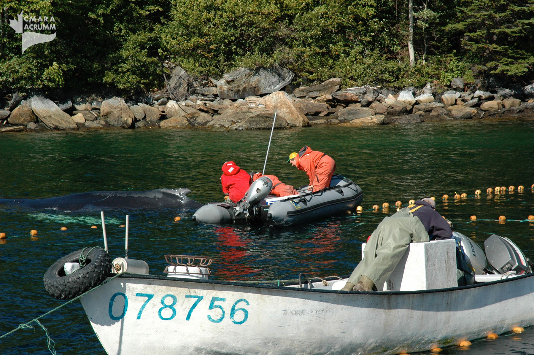 helping whale