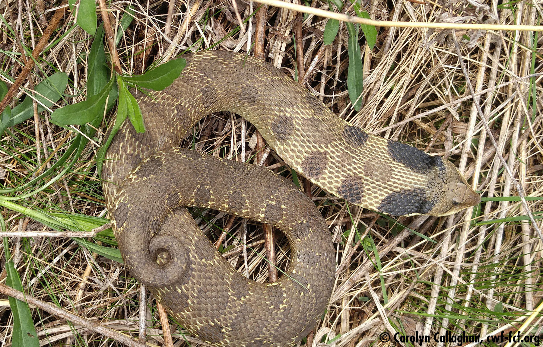 Hognose snake @ Carolyn Callaghan