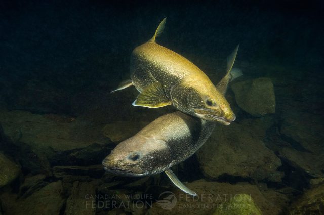 lake trout underwater