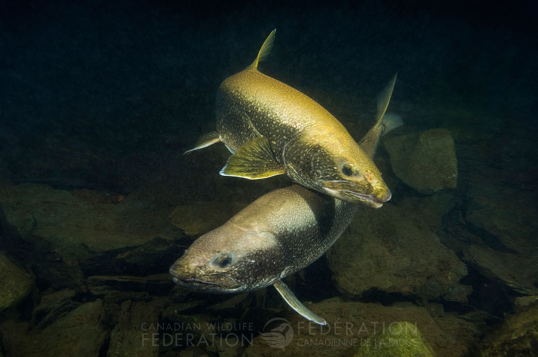 lake-trout-underwater – Your Connection to Wildlife