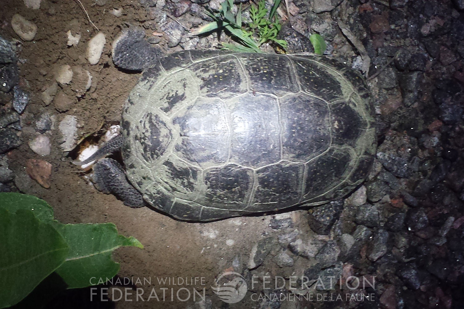 Blanding's Turtle covering nest @ Hannah McCurdy-Adams