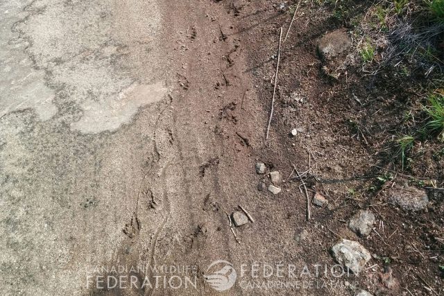 Turtle tracks as it searches for a nest © Hannah McCurdy-Adams