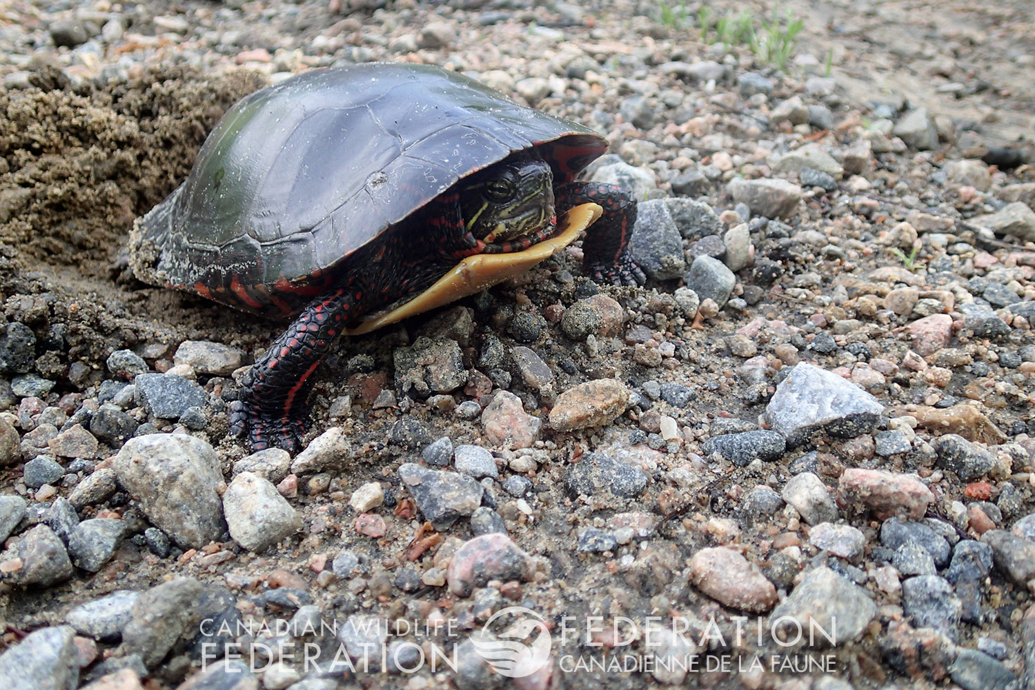 Painted turtle nesting @ Hannah McCurdy-Adams