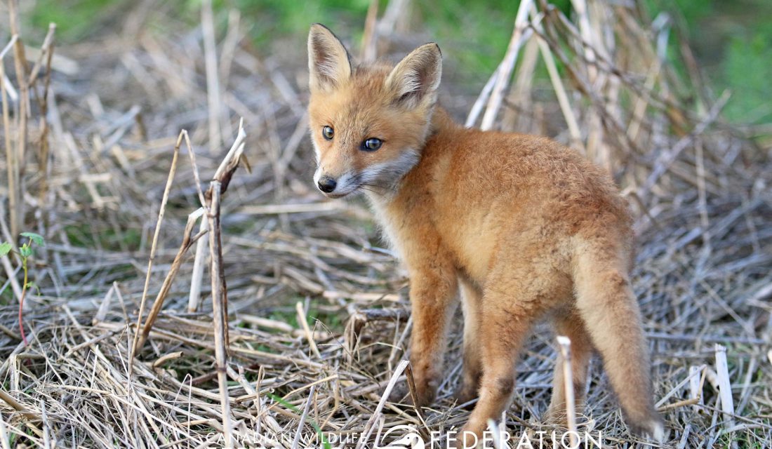 red fox