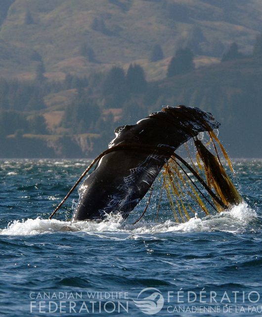 whale entangled