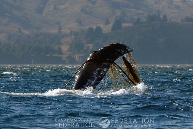 whale entangled