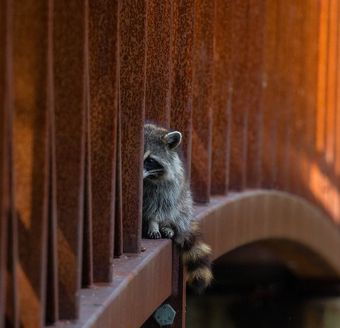 Raccoon on bridge @Philip Childs-David | Reflections of Nature Photo Contest Winner 2017