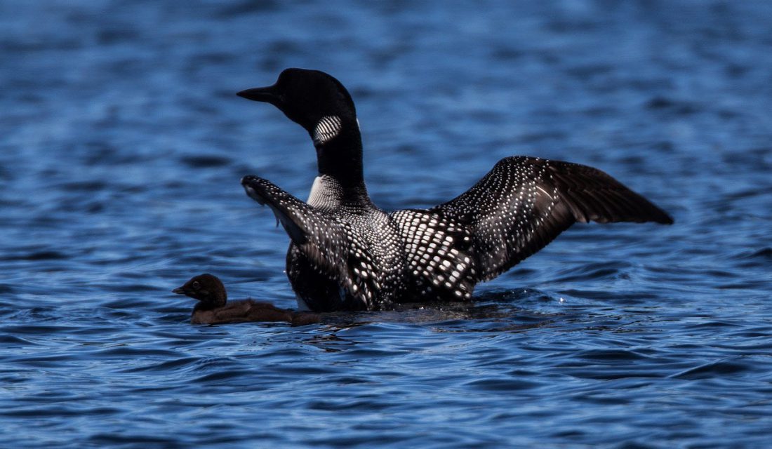 common loon and chick