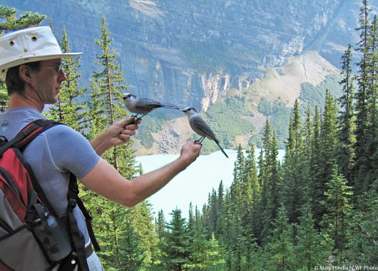 Connecting with gray jays in Banff National Park @Mary Hindle | CWF Photo Club
