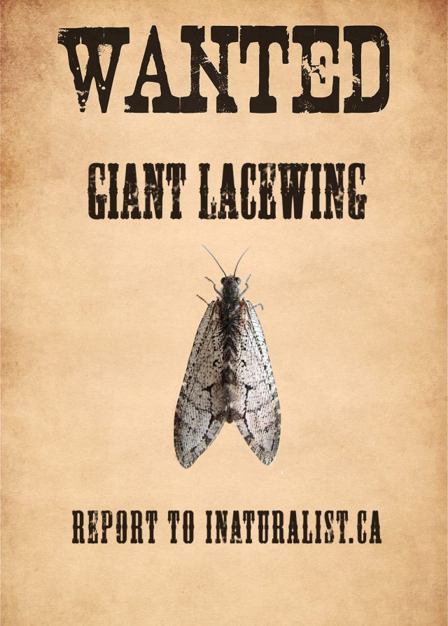 Giant lacewing wanted poster