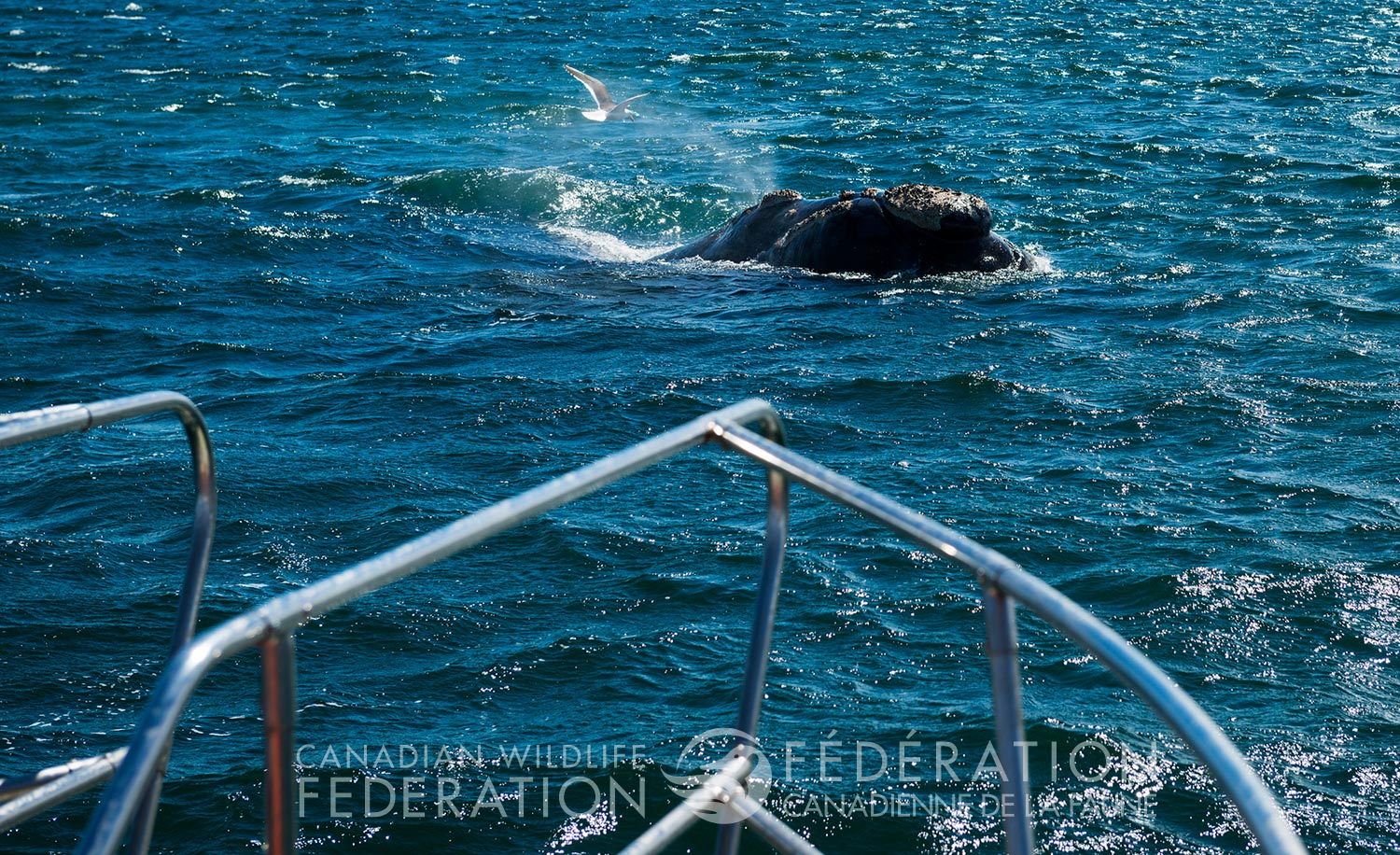 Less is known about the impact small vessels have on right whales
