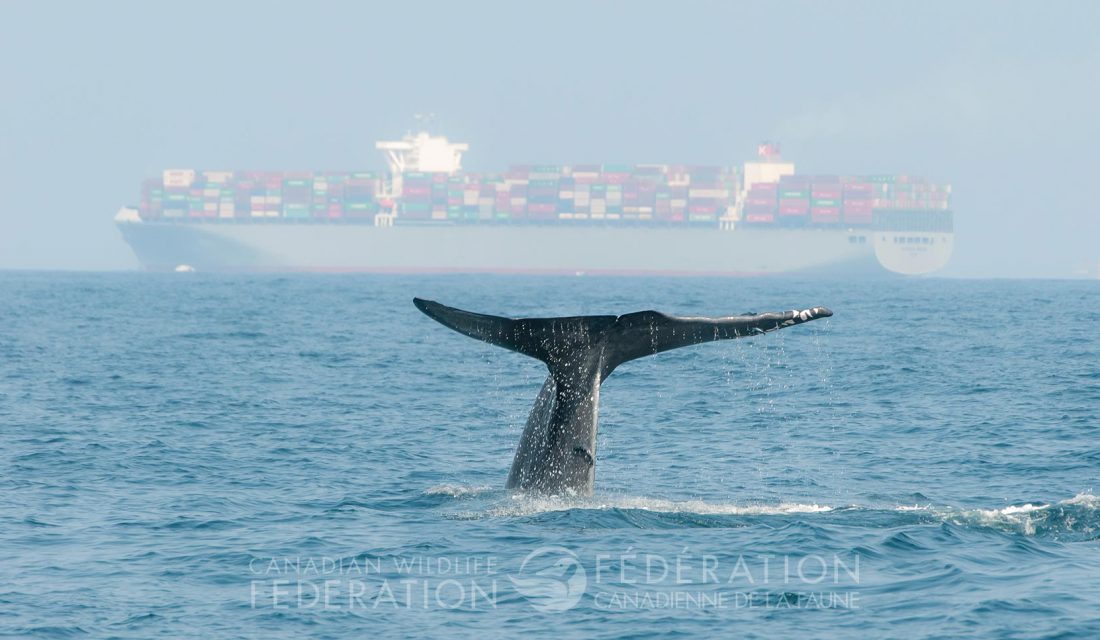 Whales are are dwarfed by large ocean-going vessels.
