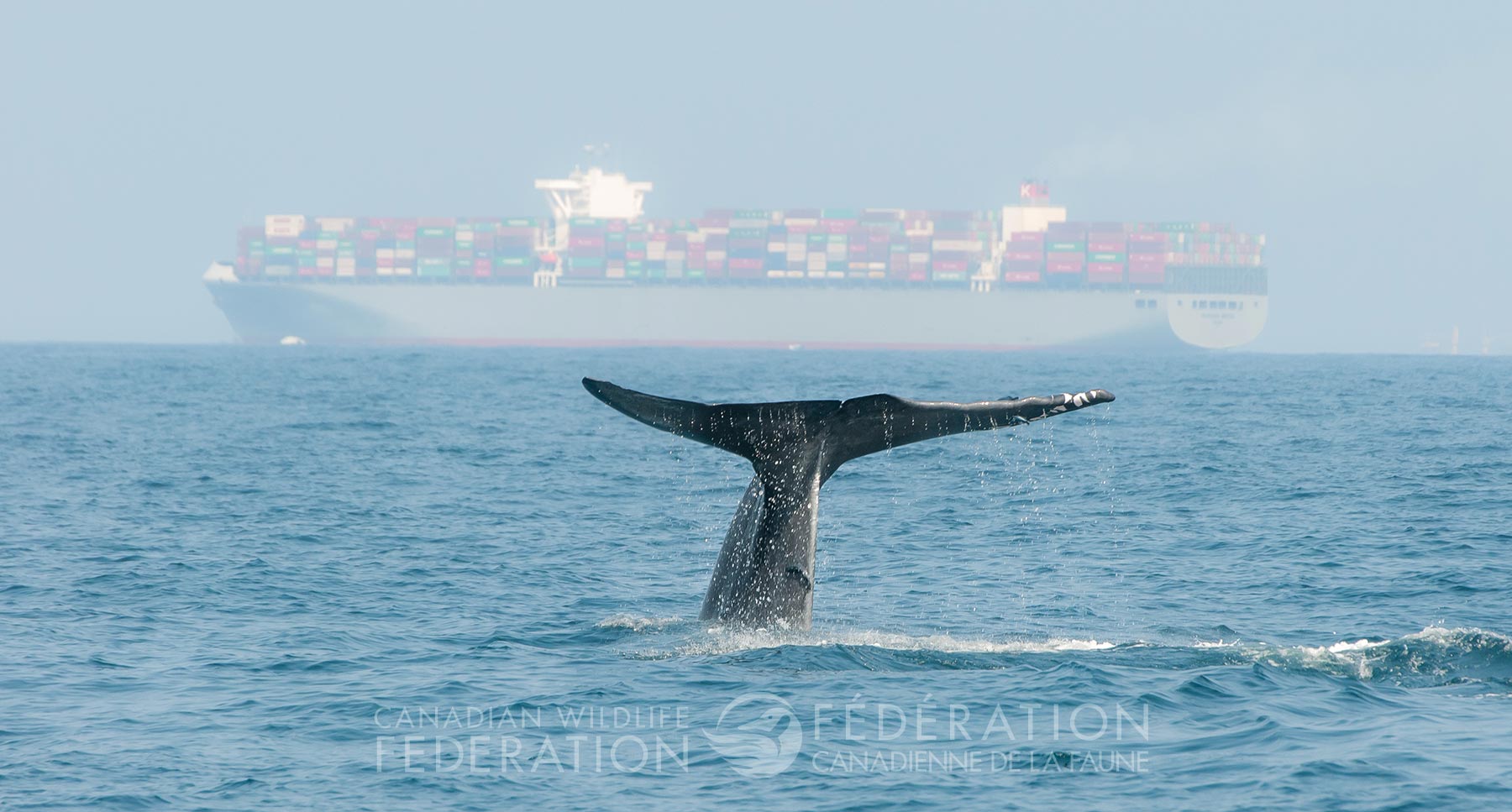 Whales are are dwarfed by large ocean-going vessels.