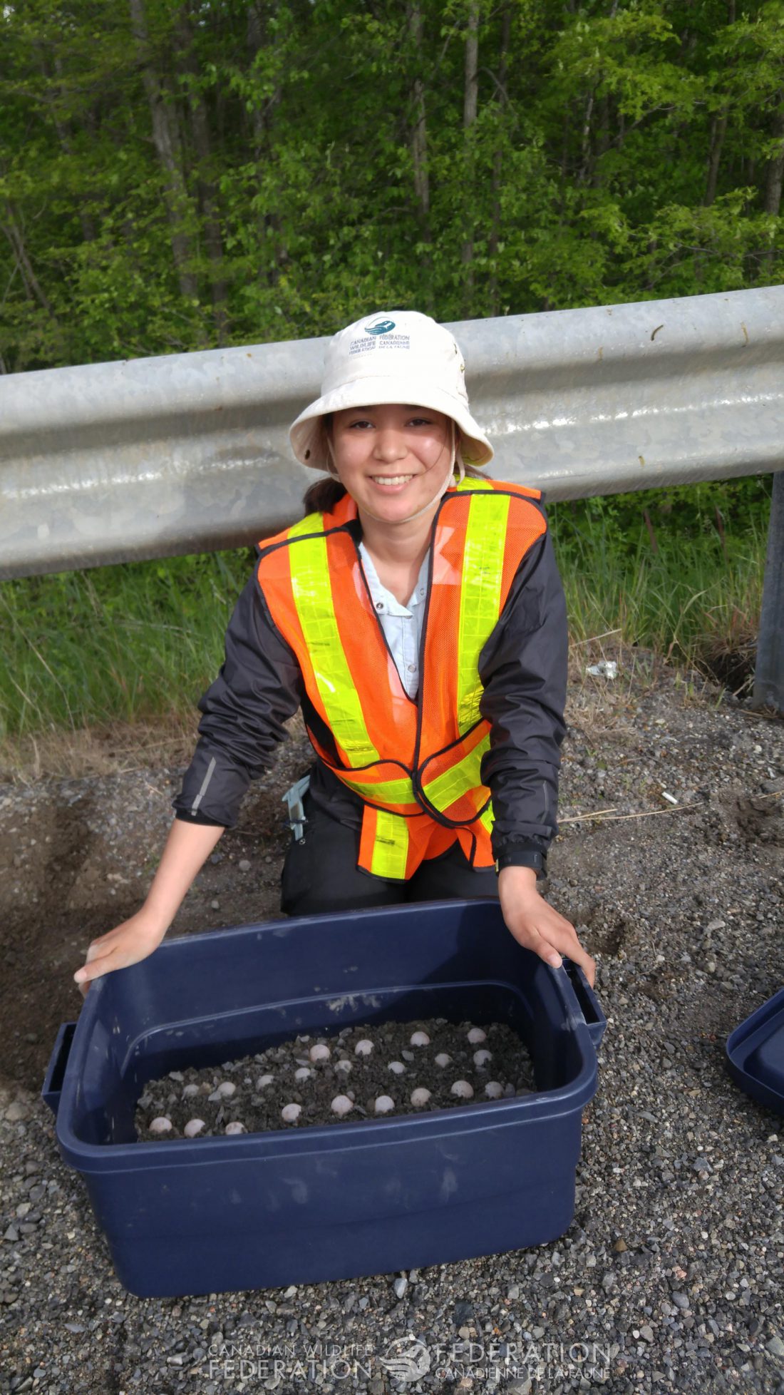 Excavated Snapping Turtle eggs in the field