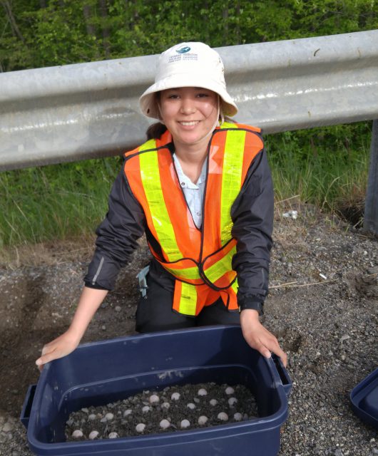 Excavated Snapping Turtle eggs in the field