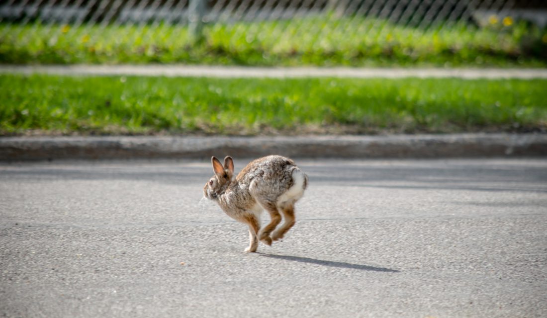 rabbit crossing road