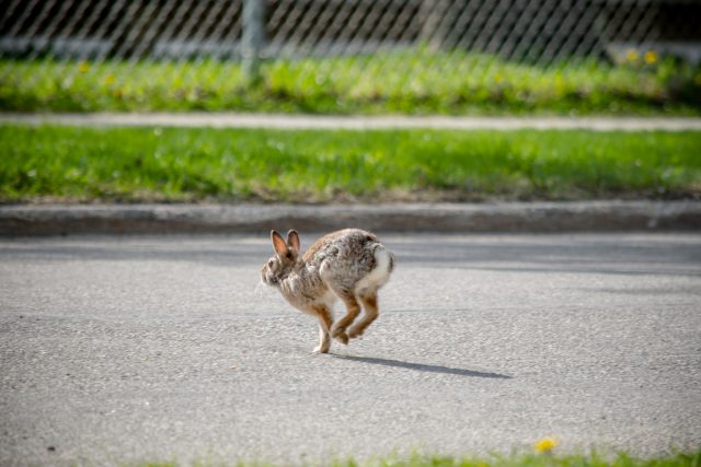 rabbit crossing road