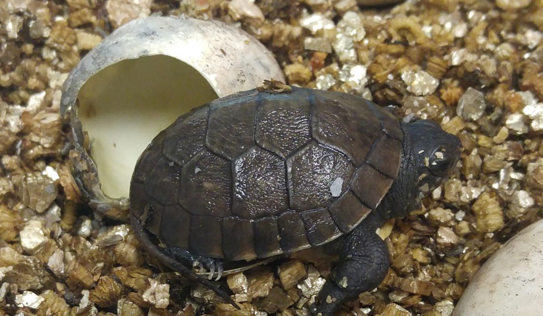 A Blanding’s Turtle just hatched