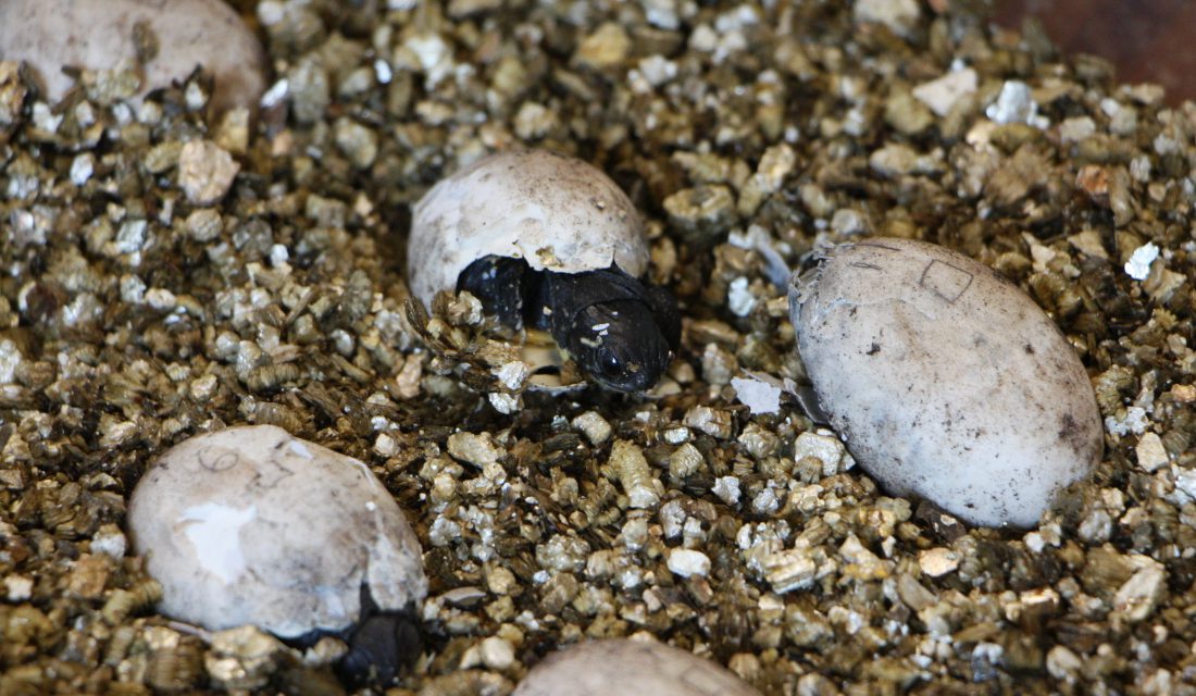 Blanding’s Turtles at different stages of hatching