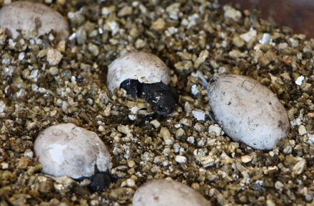 Blanding’s Turtles at different stages of hatching