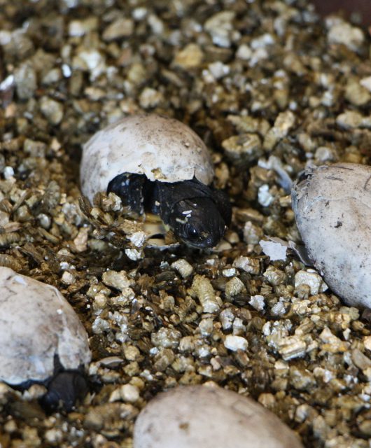 Blanding’s Turtles at different stages of hatching