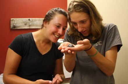 CCC participants Cassy Stor and Marika Kitchen holding turtle hatchling.