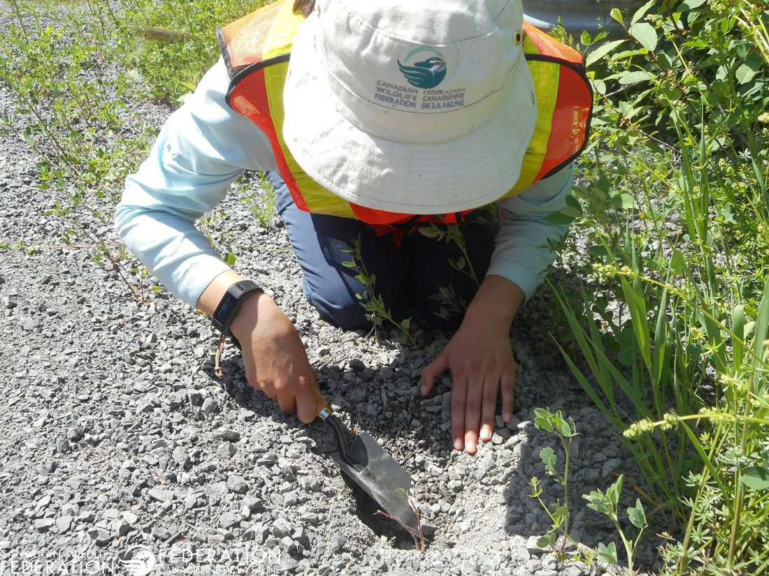 Excavating a nest