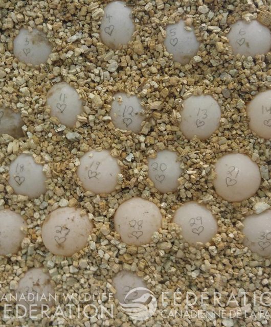 turtle eggs for incubator