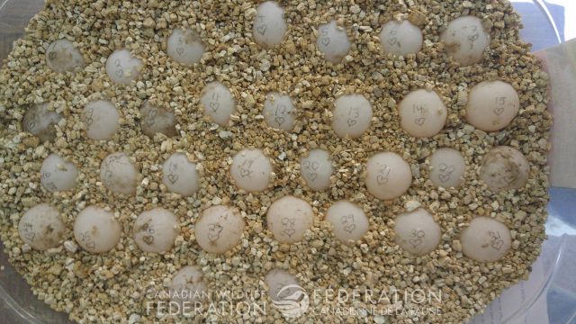 turtle eggs for incubator