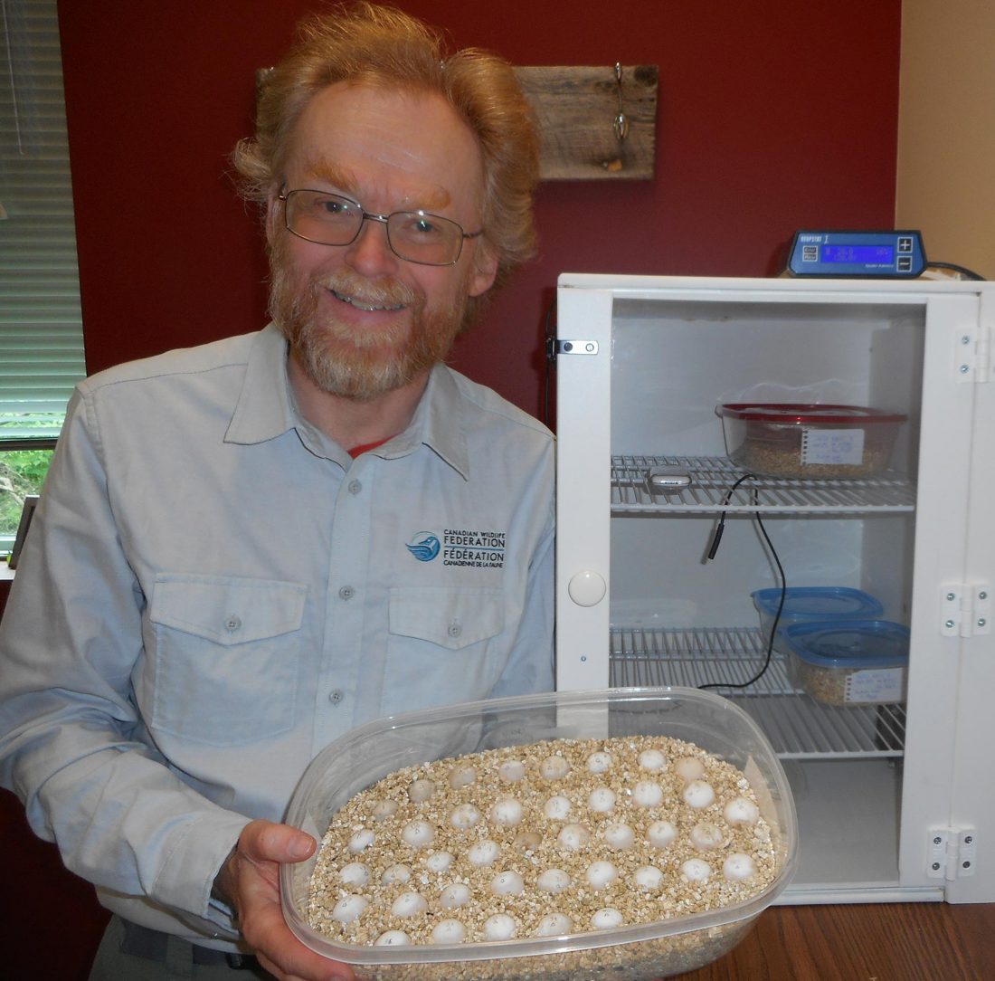 Prepped eggs for the incubator