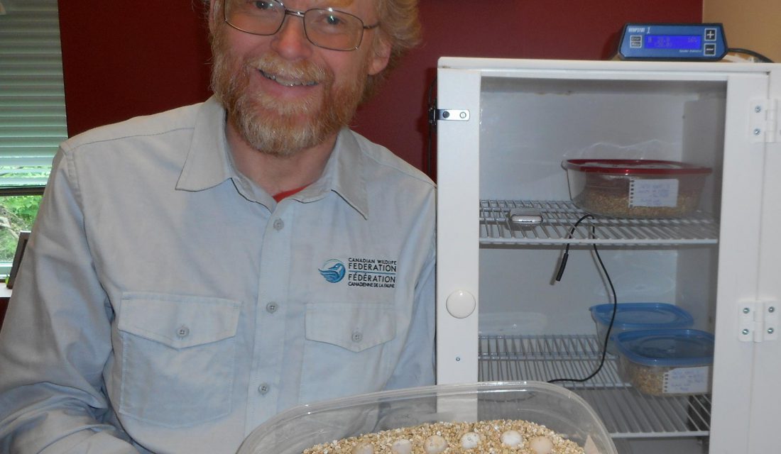 Prepped eggs for the incubator