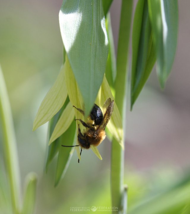 This native bee was busy pollinating our bellwort flowers a few weeks ago.