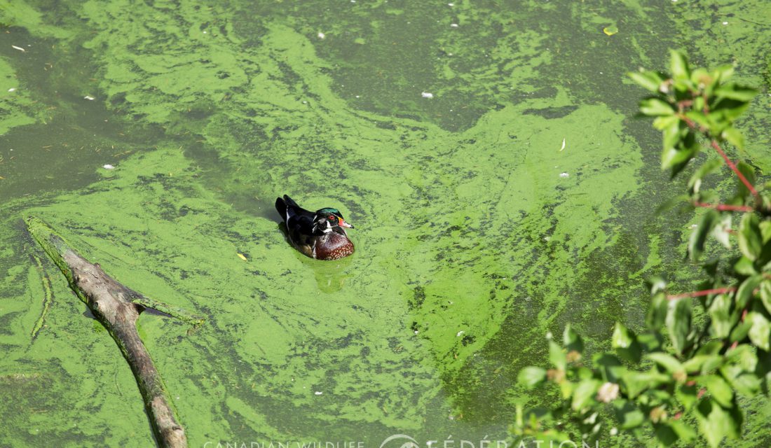 Freshwater algal bloom