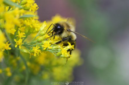 If you have space and are able to let goldenrod grow in the corner of your garden or the back of beds, they are beneficial to many pollinators.