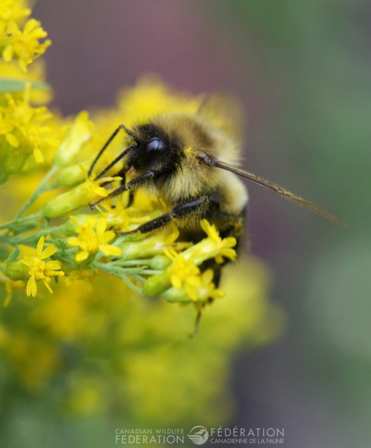 If you have space and are able to let goldenrod grow in the corner of your garden or the back of beds, they are beneficial to many pollinators.
