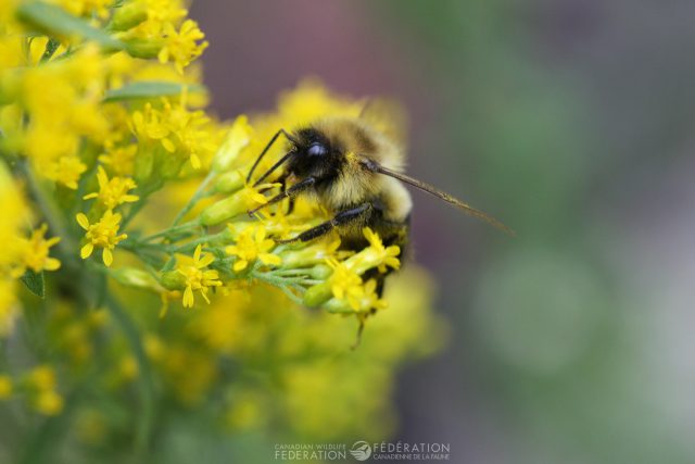 If you have space and are able to let goldenrod grow in the corner of your garden or the back of beds, they are beneficial to many pollinators.