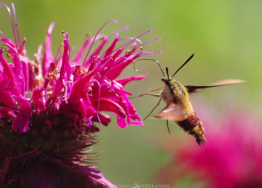 Clearwing hummingbird moth @ Dave Stacey | CWF Photo Club