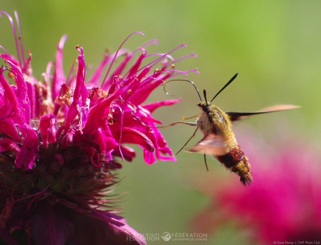 Clearwing hummingbird moth @ Dave Stacey | CWF Photo Club