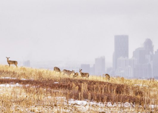 deer in winter field with city in background