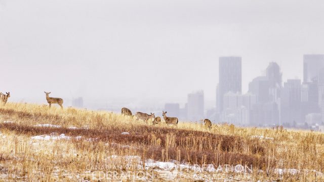 deer in winter field with city in background