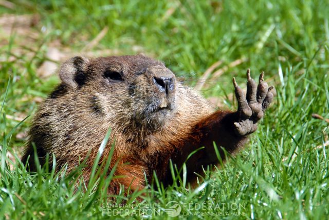 groundhog hand